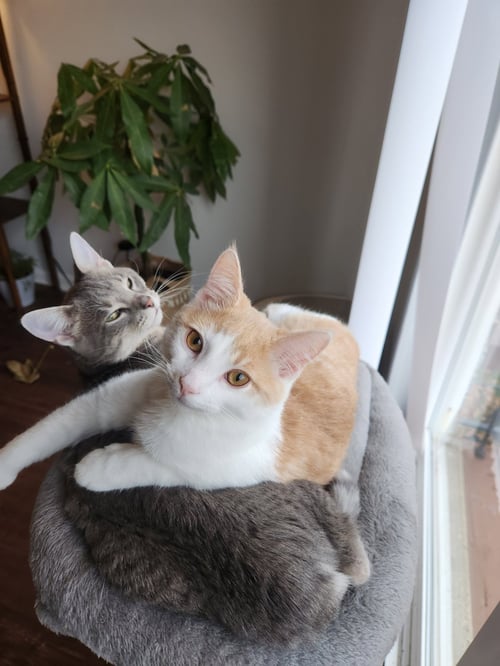 JACKIE & WILSON (BONDED PAIR)