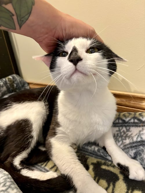MANCHITA - Domestic Short Hair available for adoption