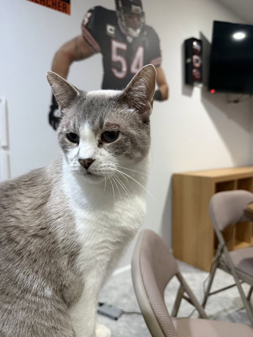 PETUNIA - Domestic Short Hair / Siamese available for adoption
