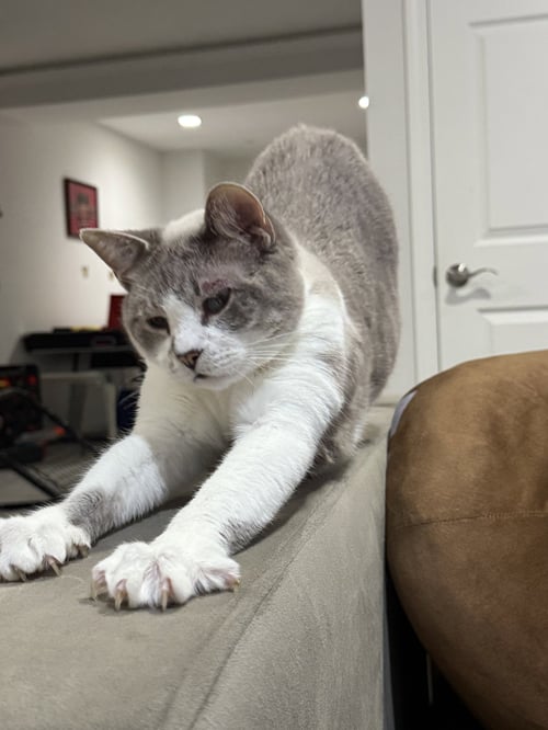 PETUNIA - Domestic Short Hair / Siamese available for adoption