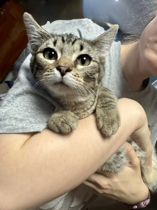 ODO - Domestic Short Hair available for adoption