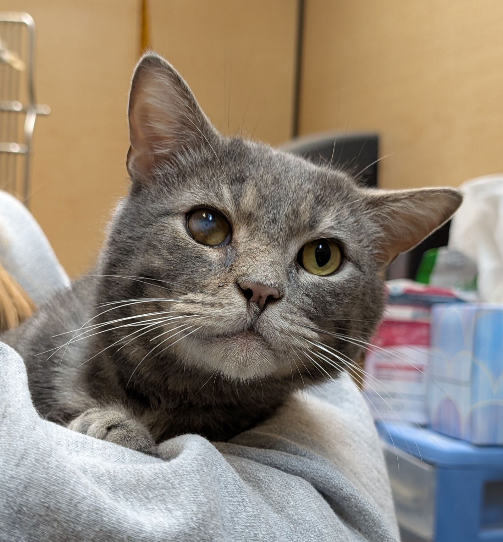 PHOENIX (GREY) - Domestic Short Hair available for adoption