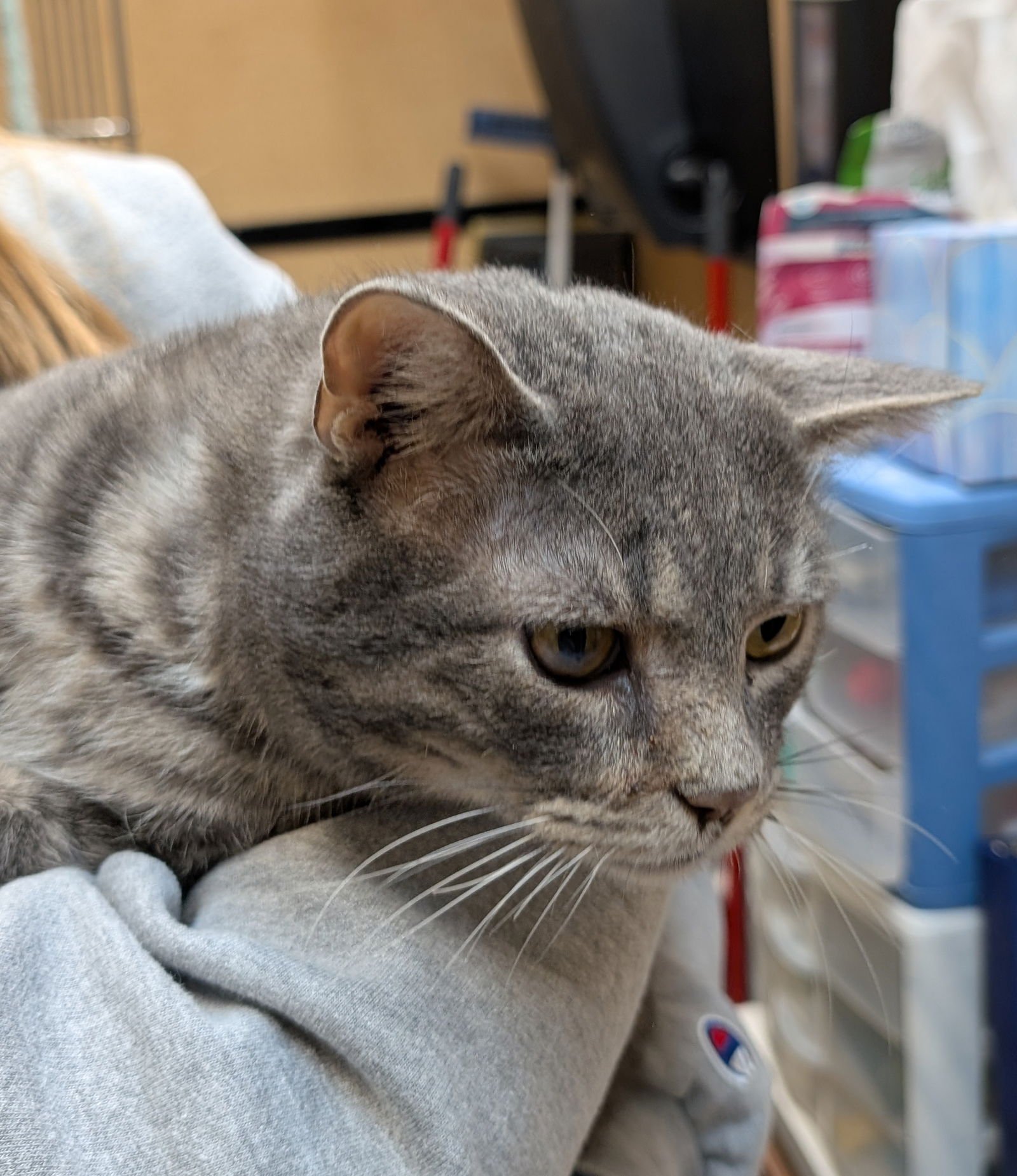 PHOENIX (GREY) - Domestic Short Hair available for adoption