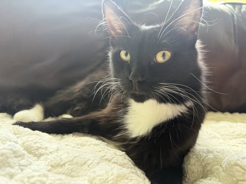 OREO - Domestic Long Hair available for adoption