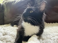 Oreo - Photo 2