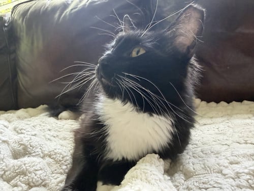 OREO - Domestic Long Hair available for adoption