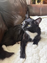 Oreo - Photo 3