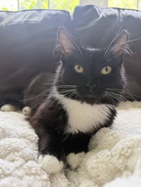 Oreo - Photo 4