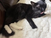 Oreo - Photo 5