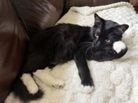 Oreo - Photo 6