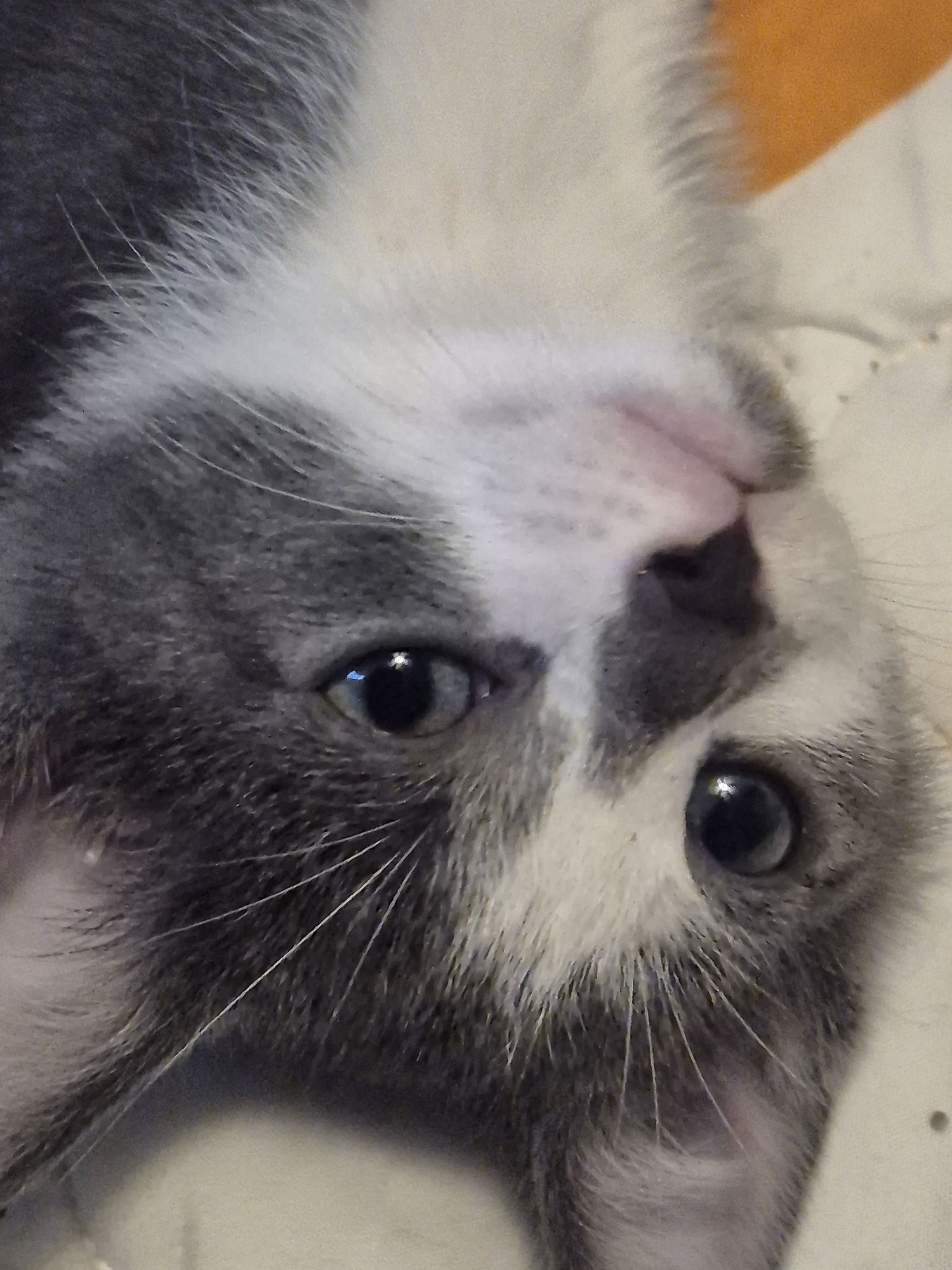 CENTAURI - Domestic Short Hair available for adoption