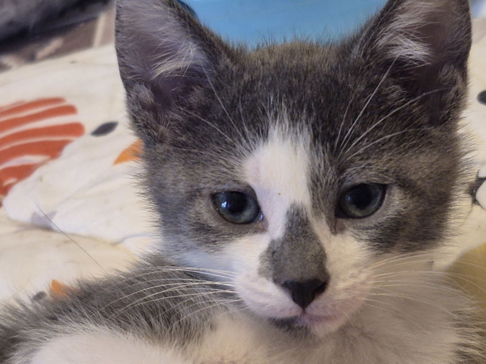 CENTAURI - Domestic Short Hair available for adoption