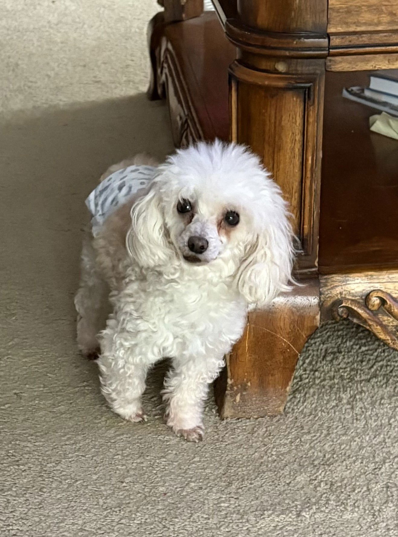 JIMMY JOHN - Poodle (Toy) available for adoption