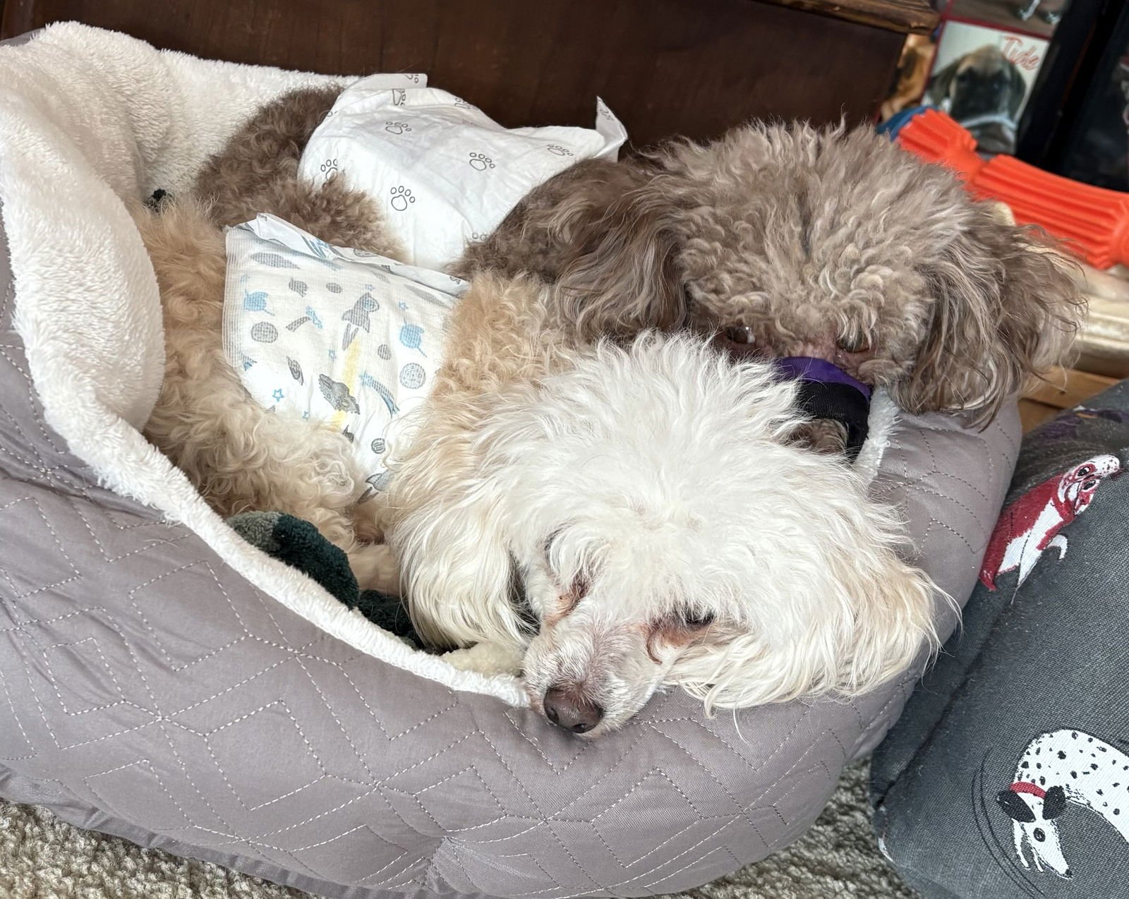 JIMMY JOHN - Poodle (Toy) available for adoption