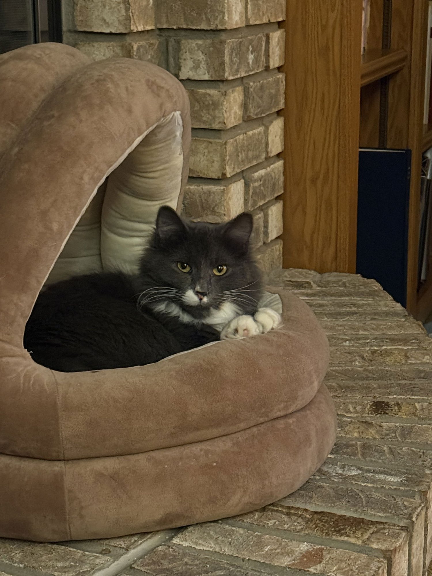 SAMPSON - Domestic Long Hair available for adoption