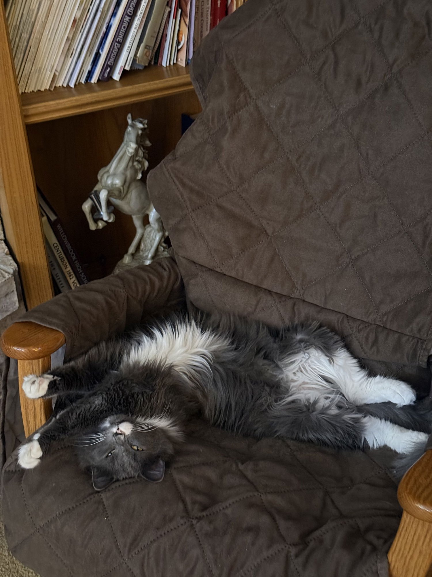 SAMPSON - Domestic Long Hair available for adoption