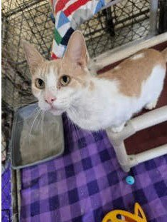 MAEVE - Domestic Short Hair available for adoption