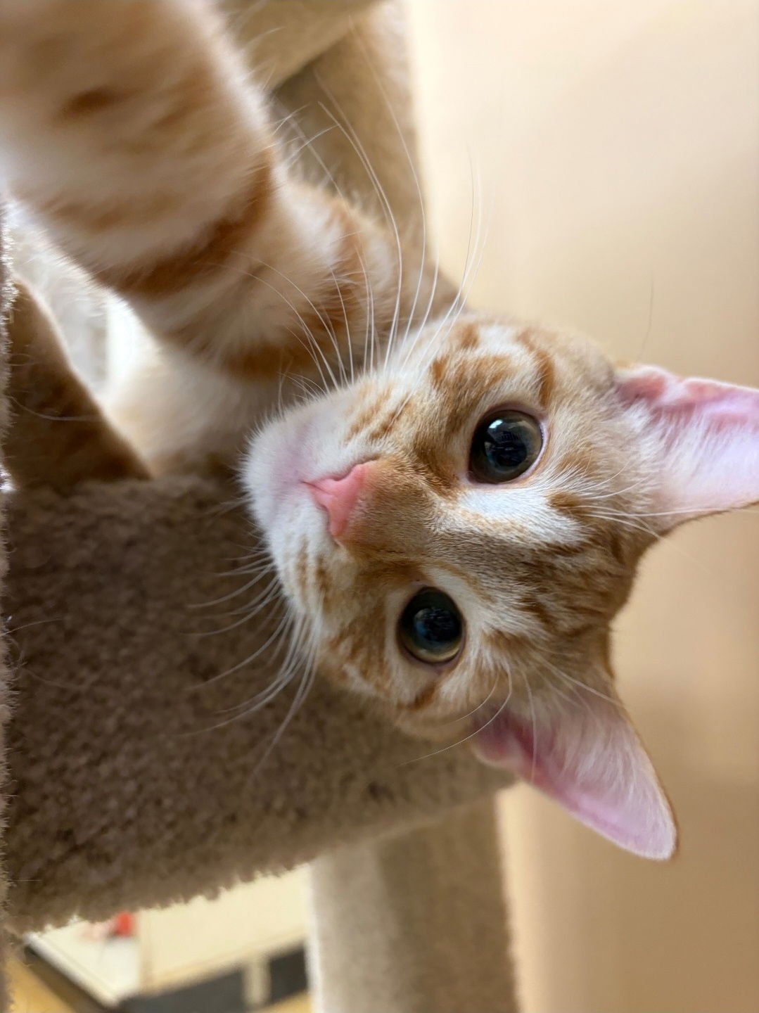 MICHELLE - Domestic Short Hair available for adoption