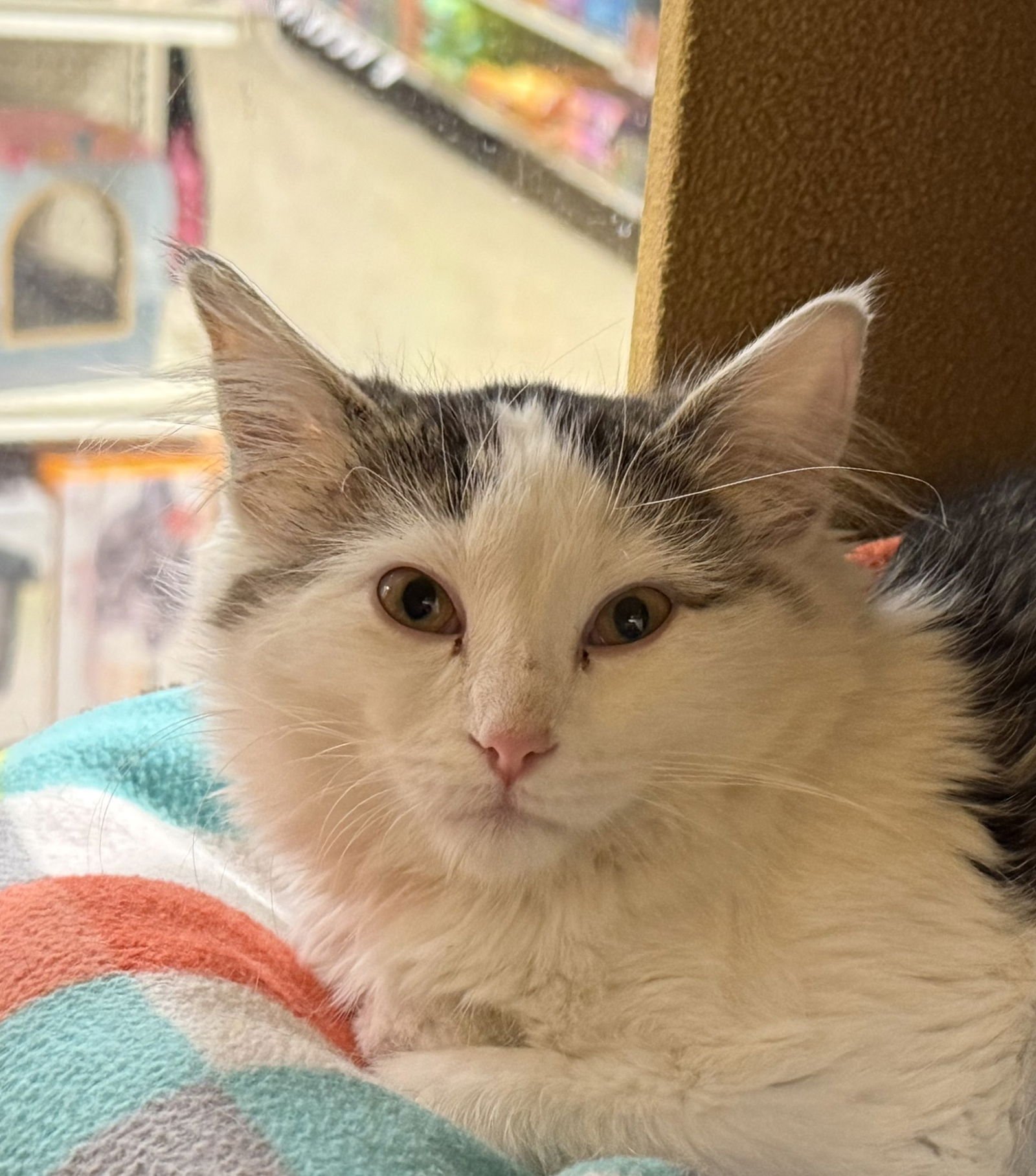 ANTONIA - Domestic Medium Hair available for adoption