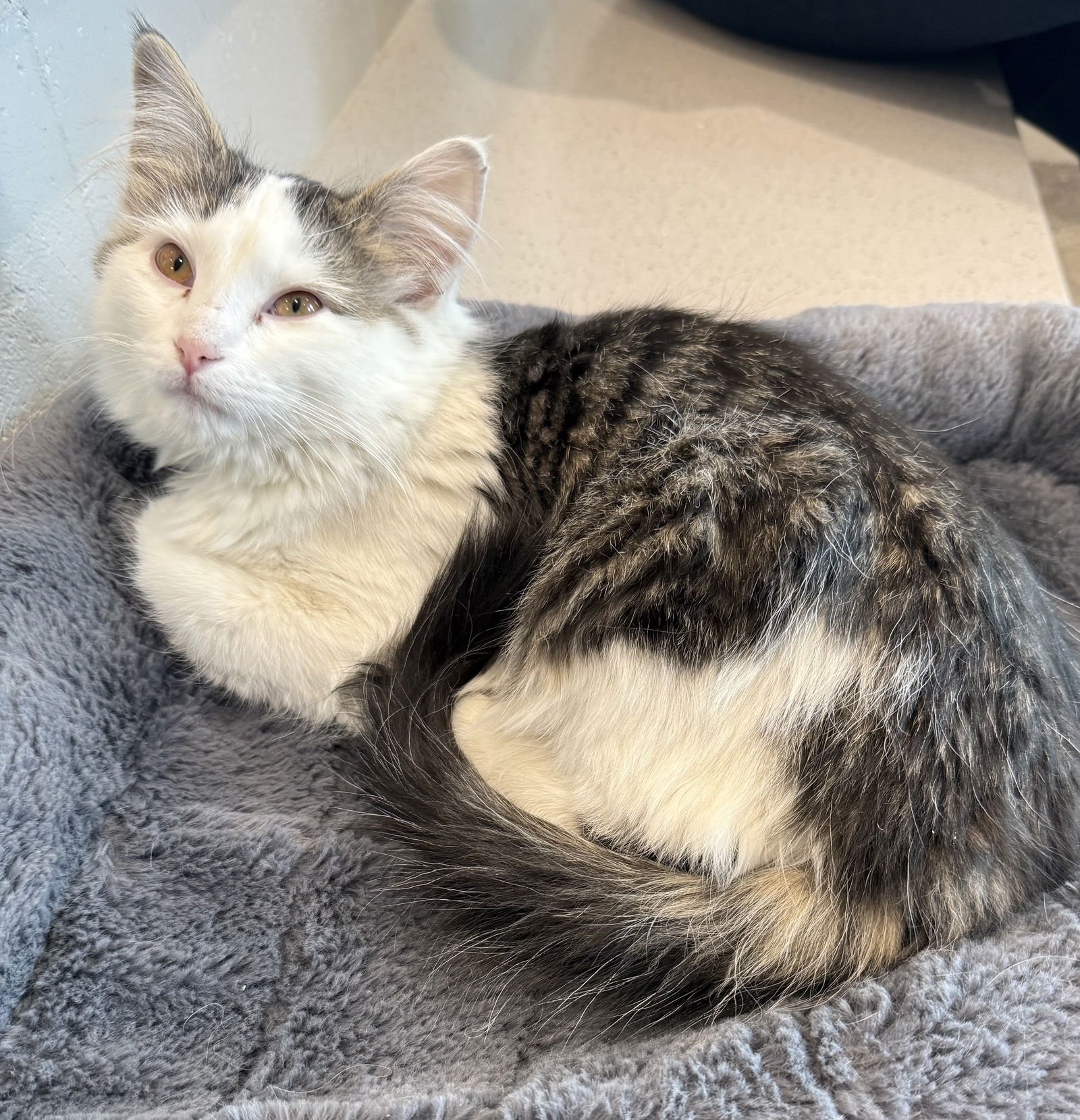 ANTONIA - Domestic Medium Hair available for adoption