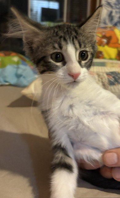 RED ROVER - Domestic Long Hair available for adoption