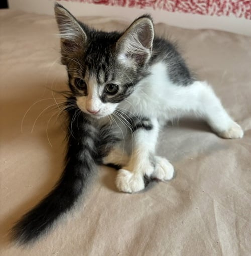 RED ROVER - Domestic Long Hair available for adoption