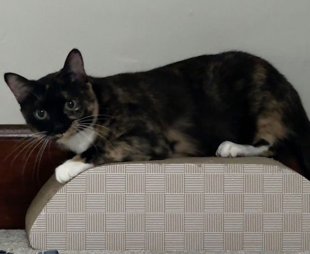 TORTELLINI - Domestic Short Hair available for adoption