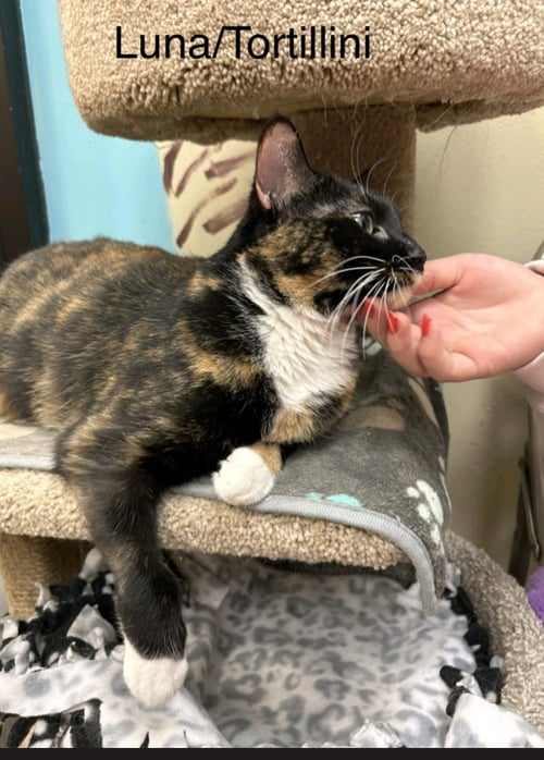 TORTELLINI - Domestic Short Hair available for adoption