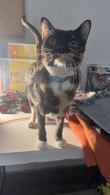 Tortellini - Photo 3