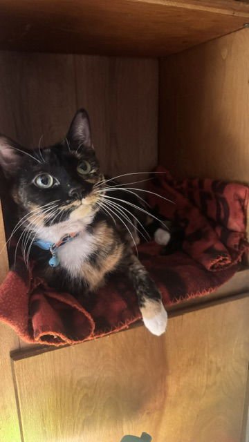 Tortellini - Photo 4