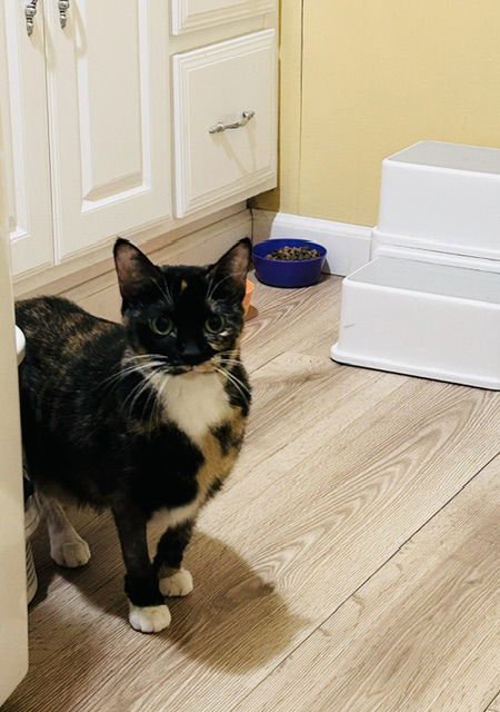 Tortellini - Photo 5