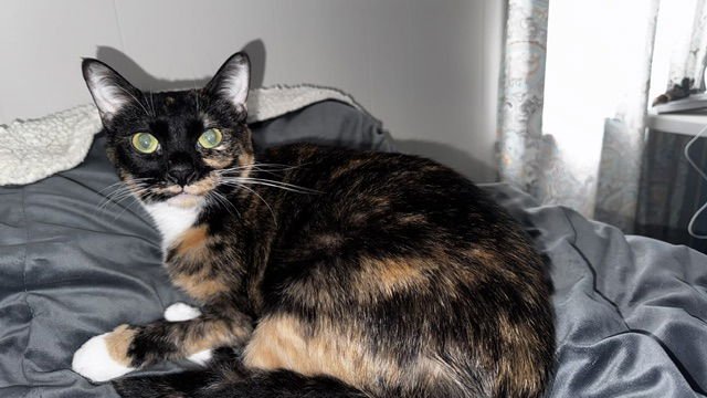 Tortellini - Photo 6