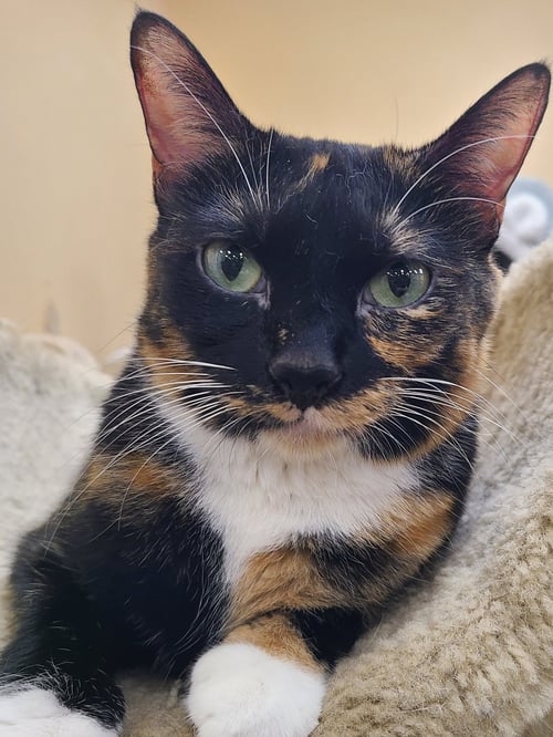 TORTELLINI - Domestic Short Hair available for adoption