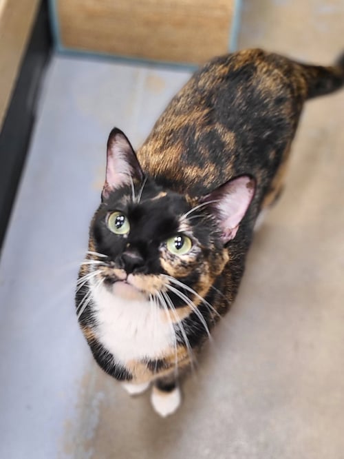 TORTELLINI - Domestic Short Hair available for adoption