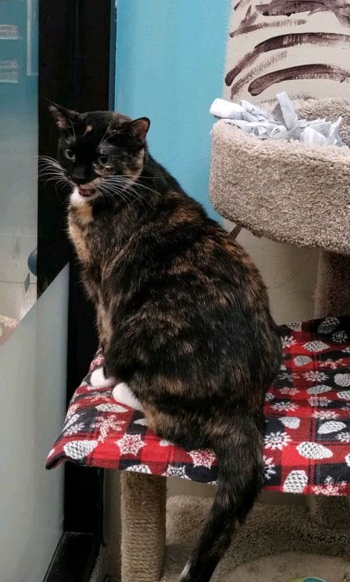 TORTELLINI - Domestic Short Hair available for adoption
