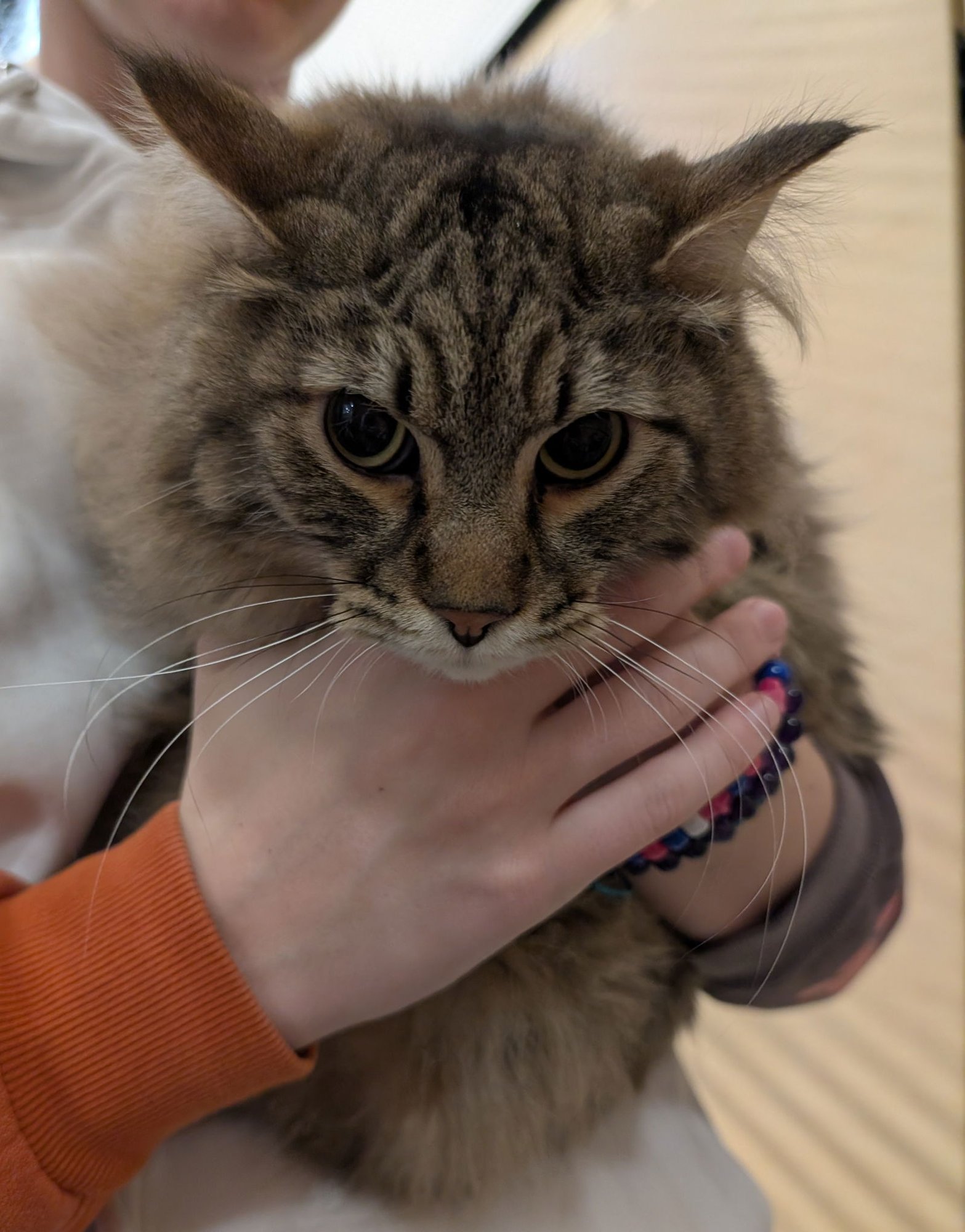 ROCKET - Domestic Long Hair available for adoption