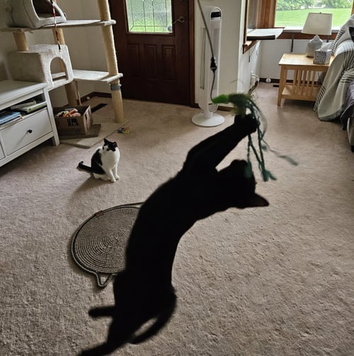 WEDNESDAY - Domestic Short Hair available for adoption
