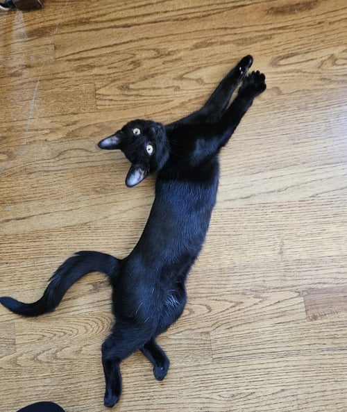 WEDNESDAY - Domestic Short Hair available for adoption