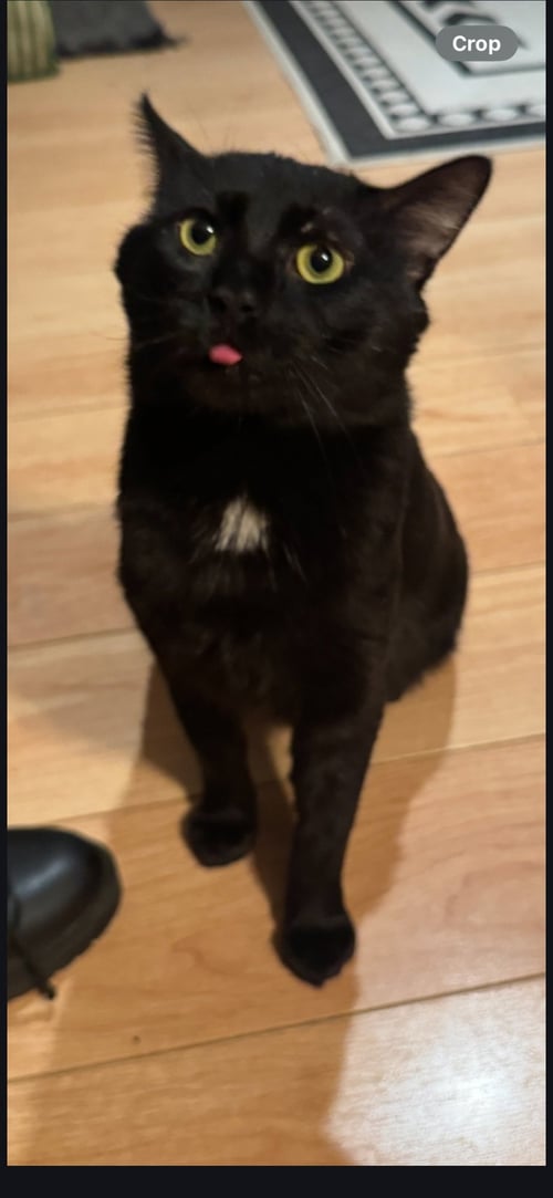 KAI - Domestic Short Hair available for adoption