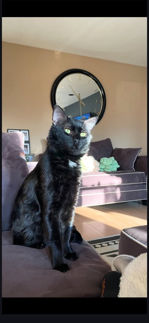 KAI - Domestic Short Hair available for adoption