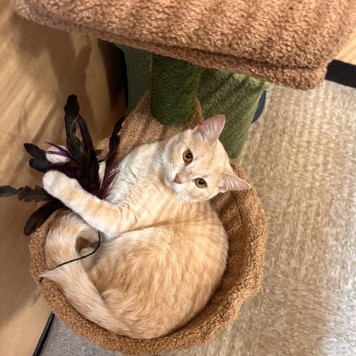 CHICK - Domestic Short Hair available for adoption