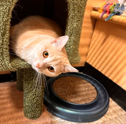 CHICK - Domestic Short Hair available for adoption