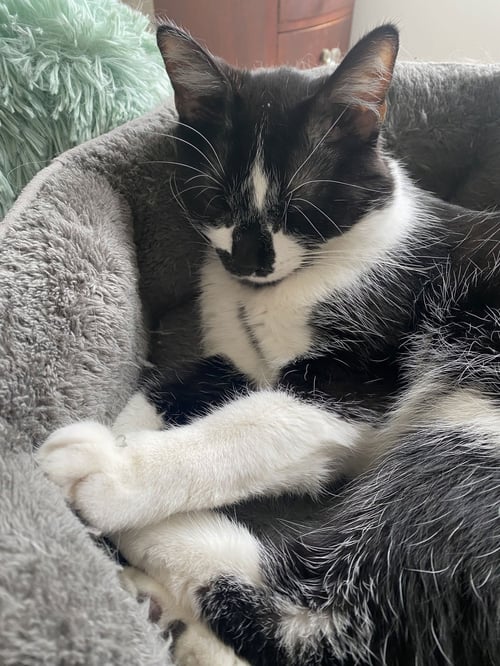 SPADE - Domestic Short Hair available for adoption