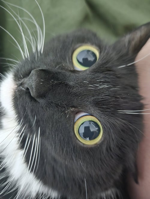 CASANDRA - Domestic Short Hair available for adoption