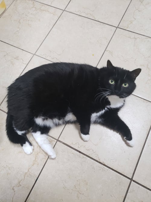 CASANDRA - Domestic Short Hair available for adoption
