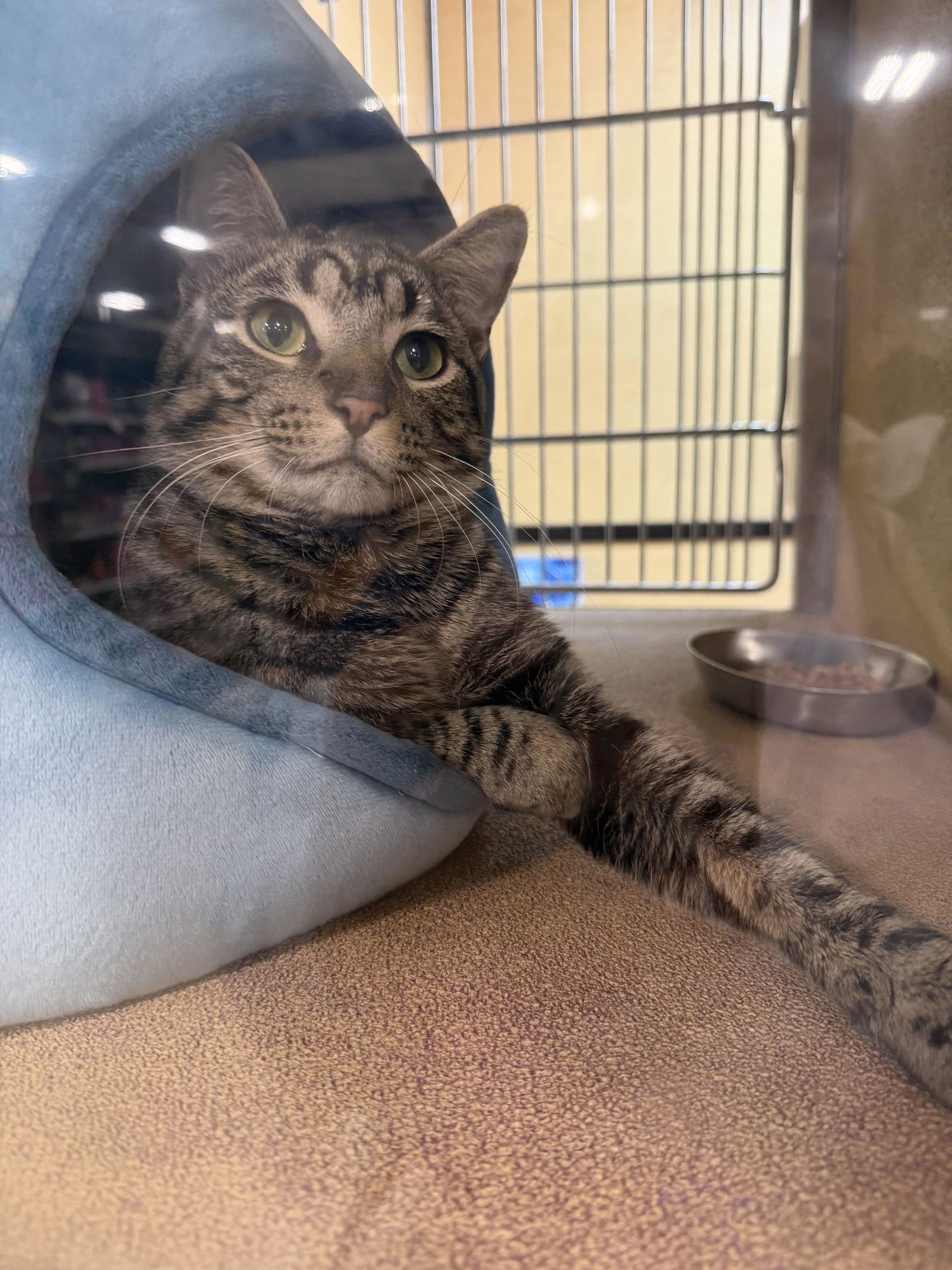 COMIC SANS - Domestic Short Hair for adoption in Naperville