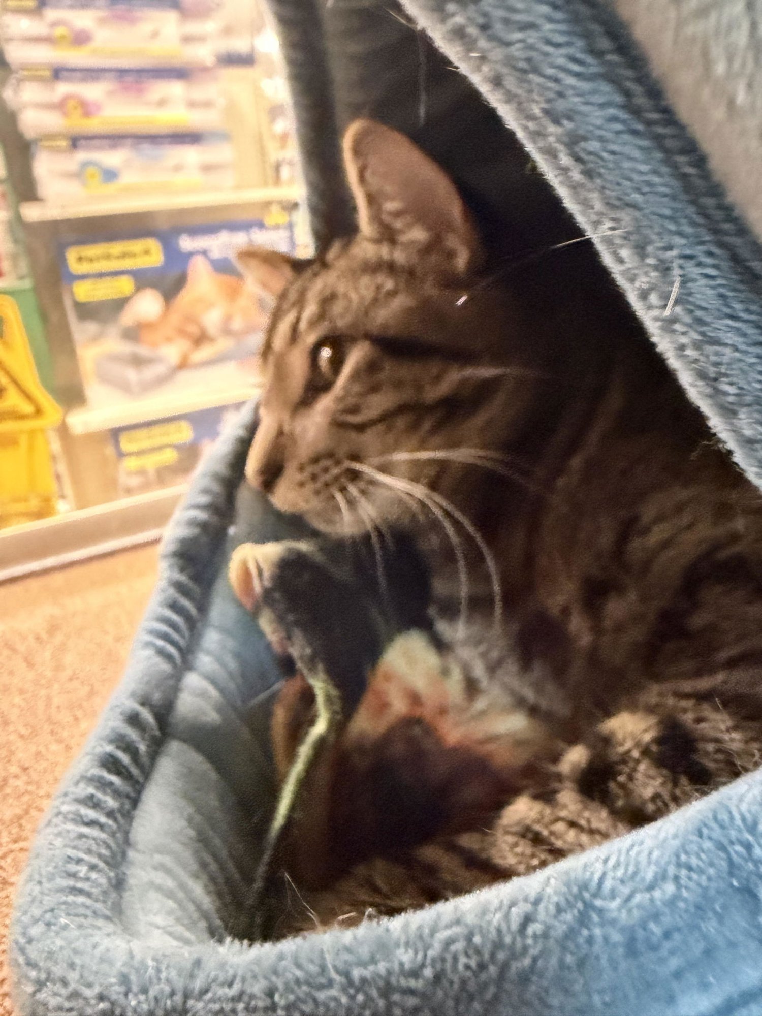 COMIC SANS - Domestic Short Hair available for adoption