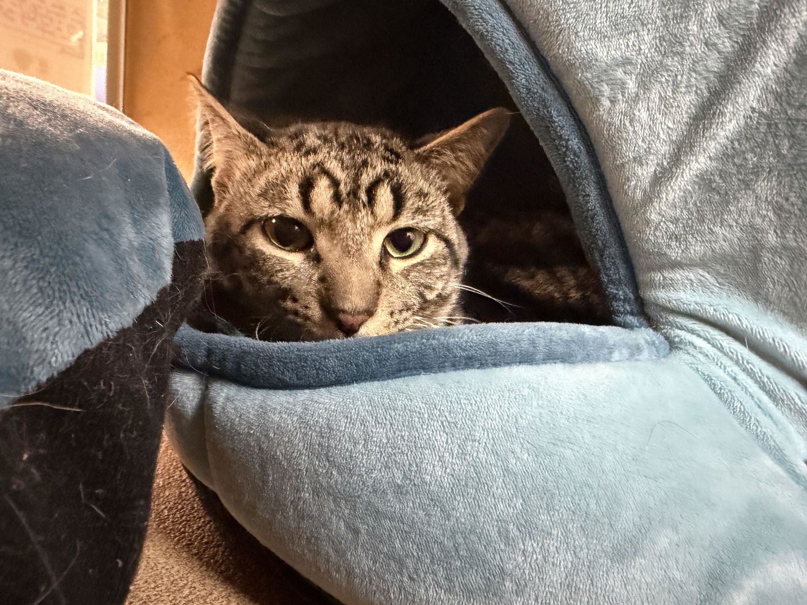 Comic Sans - Photo 3