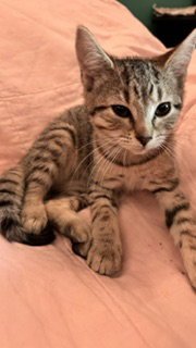 AURORA - Domestic Short Hair available for adoption