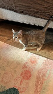 AURORA - Domestic Short Hair available for adoption